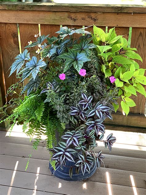 Container Plants For Shaded Areas Dry Shade Container Collection