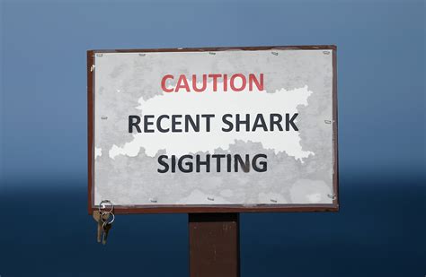 Maine coast could see more great white sharks, scientists say ...