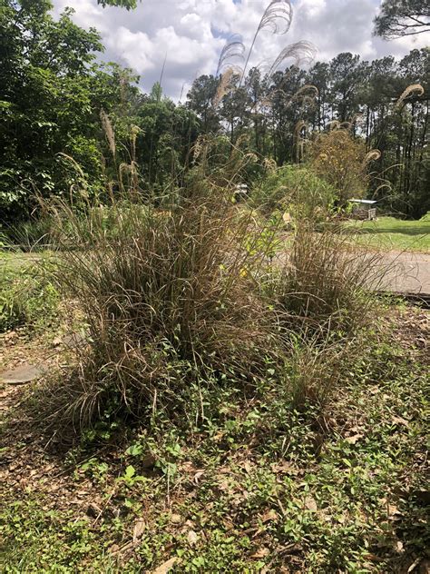 Pruning Ornamental Grasses | Gardening in the Panhandle