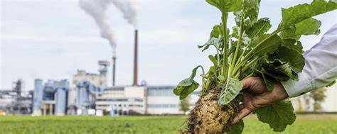Mehr als nur Zucker: Südzucker verarbeitet Rüben zu ganz neuem Produkt ...