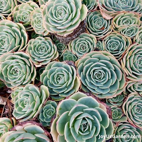 Different Kinds Of Hens And Chicks