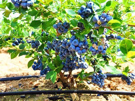 联想佳沃蓝莓种植基地携手天润智力开展标准化种植，从源头种出好产品-天润智力
