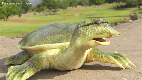 3D model Realistic Chinese Softshell Turtle Rigged for Maya | 3D Molier ...
