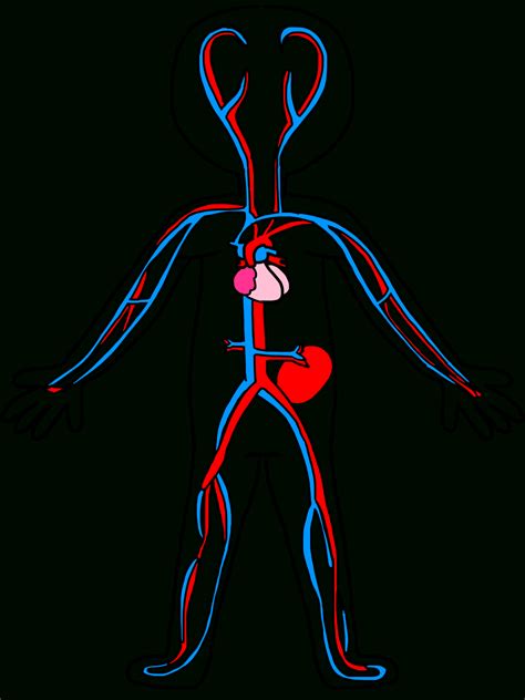 Image result for Circulatory System Drawing