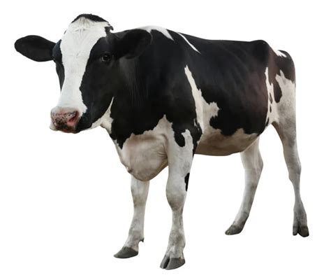 Image result for Cow Pi Python
