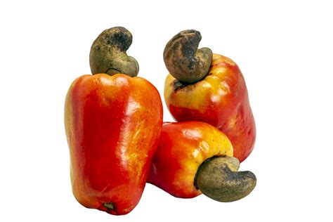 The cashew nut is the fruit of the cashew tree 22581594 PNG