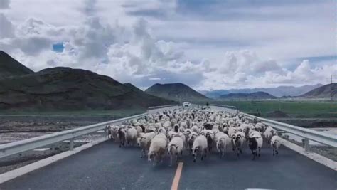 羊了个羊怎么算过关 羊了个羊过关通关截图-欧宝·(中国)官网