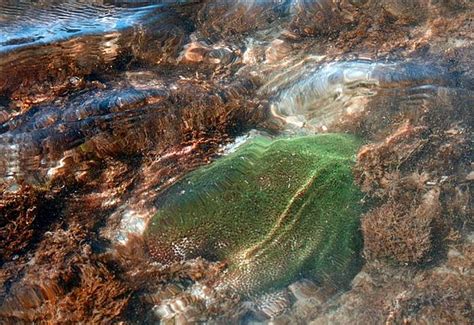 Photologue of Narara Marine National Park Dwaraka Gujarat