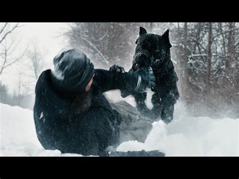 Cane Corso Dogs Attack 的图像结果
