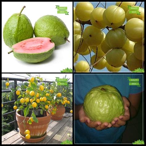 Creative Farmer Buy Seeds Combo Tree Seeds : Psidium Guava, Embilcaa ...