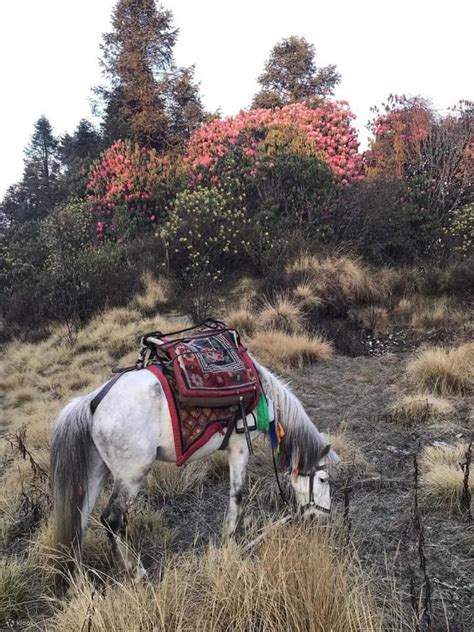 Pokhara: 3-Day Family and Kid Friendly Trek - Klook India