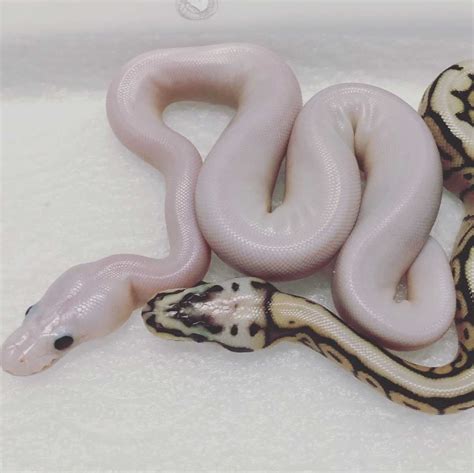 Image result for White Wedding Ball Python