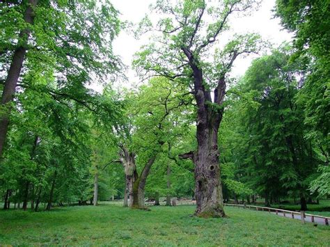 Nationales Naturmonument Ivenacker Eichen (Ivenack) - All You Need to ...