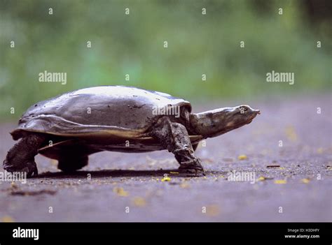 Image result for Round Shell Turtle