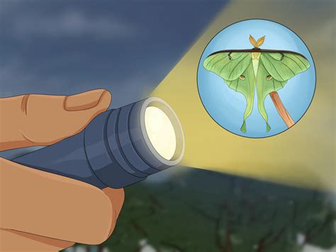 Luna Moth Symbolism: Significance of Moon Phases, Fortuity, Dreams & Beyond