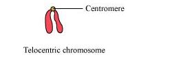 What is a centromere? How does the position of centromere form the ...
