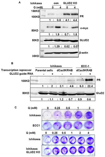 Utilizing an Endogenous Progesterone Receptor Reporter Gene for Drug ...