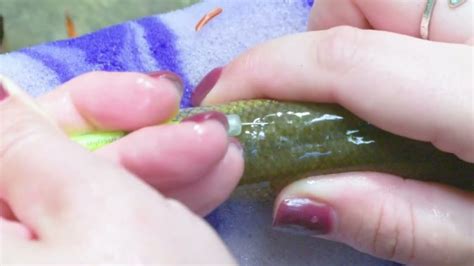 Image result for Windows Move Video Files Fish