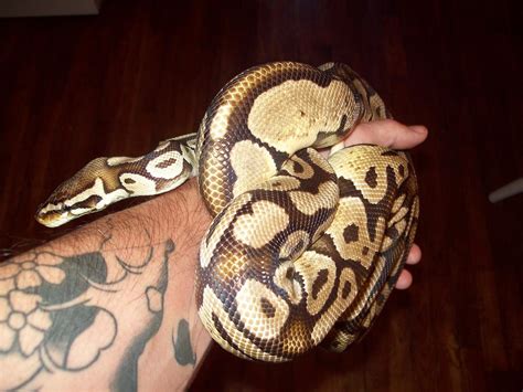 Largest Ball Python 的图像结果