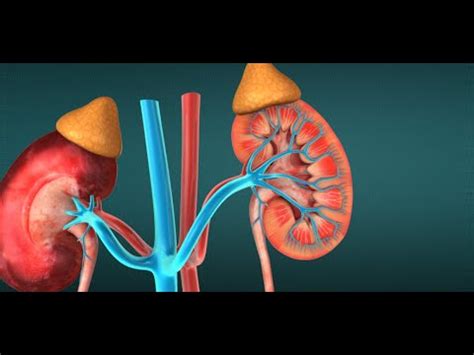 Urine Formation Video Lecture - Biology for JAMB