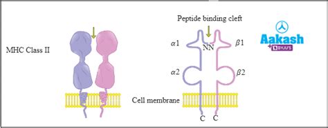 Major Histocompatibility Complex: Discovery, Characteristics & Types | AESL
