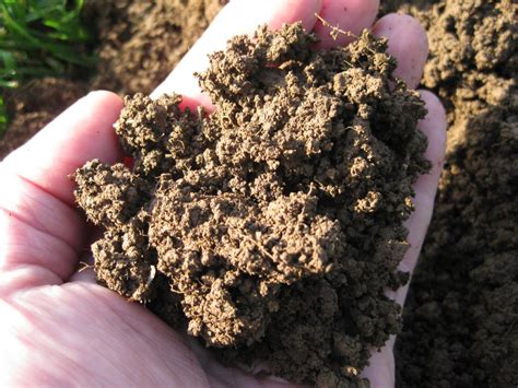 Cloquallum Vineyard: Lystair (Le) Soil sandy loam