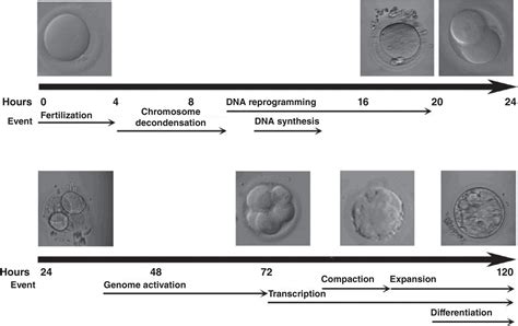 Human Zygote Development Stages