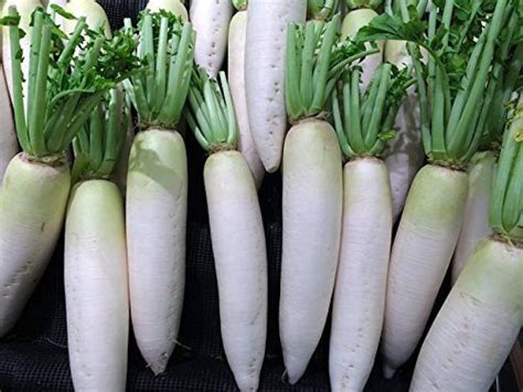 KANAYA Radish - Long Mooli Hybrid Vegetable Seeds Seed Price in India ...