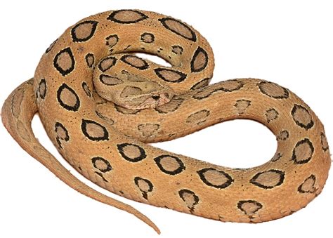 Indian Institute of Science