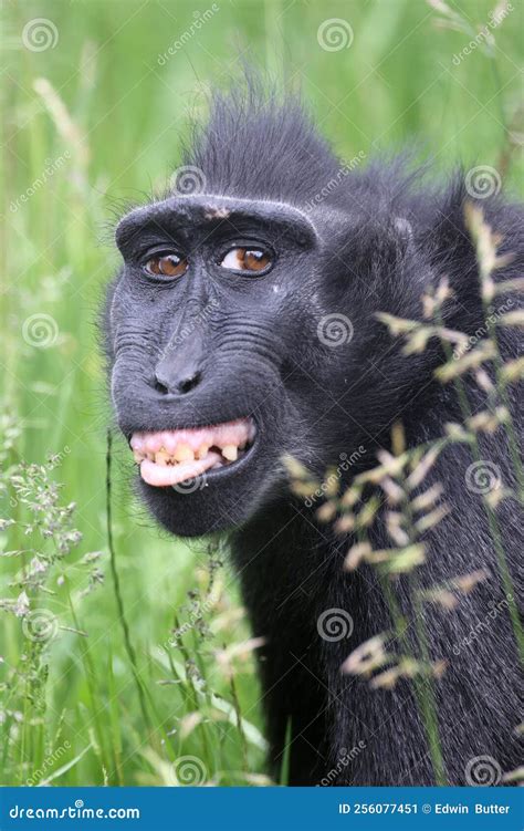 The Celebes Crested Macaque Macaca Nigra Stock Image - Image of ...