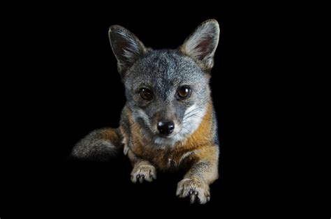 Catalina Island Fox (Urocyon littoralis catalinae) - Joel Sartore
