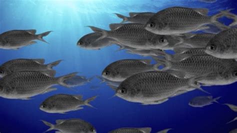 Image result for Machine Learning 3 Data Sets