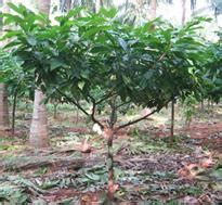 Horticulture :: Plantation Crops :: Cocoa