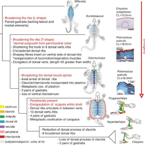 Image result for Turtle Shell Evolution