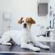Trazodone for Dogs | PetMD