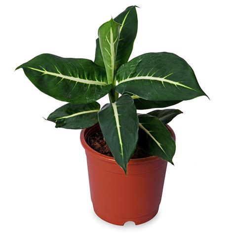 Diffenbachia Green Magic – PLANTIFY