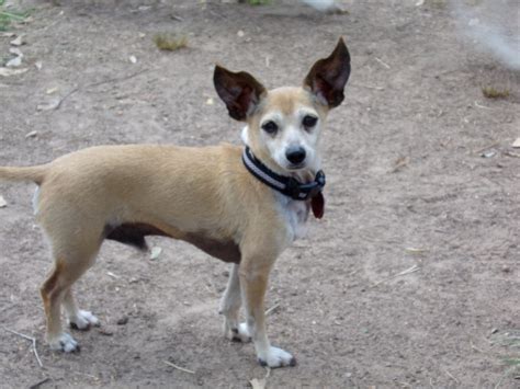 About Us - Happy Faces Pet Ranch