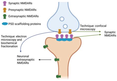 NMDARs in Alzheimer’s Disease: Between Synaptic and Extrasynaptic Membranes