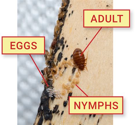 Bed Bug Life Stages (With Pictures) - Dodson Pest Control