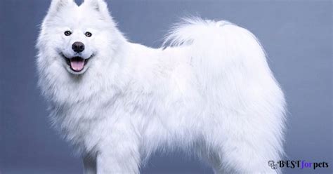 Samoyed Dog Price In India 2024 | About Samoyed Dog