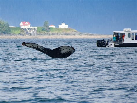 HARV AND MARV'S OUTBACK ALASKA (2026) All You Need to Know BEFORE You ...