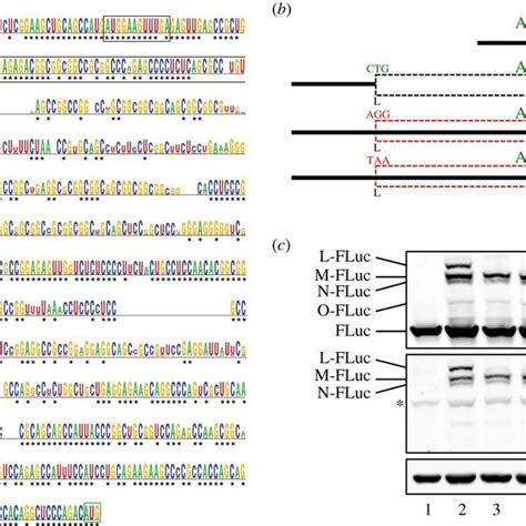 WebLogo 的图像结果