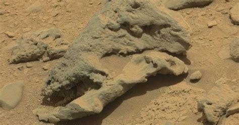 Image result for Alien Skull Found