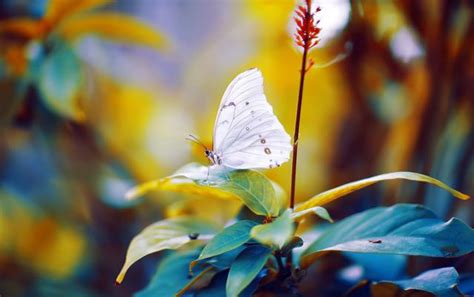 周公夢蝶，是這麼漂亮的蝴蝶嗎 - 每日頭條