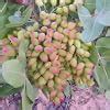 Premium Pista Plant – Grafted Pistachio Tree for Fast Growth & Nut ...