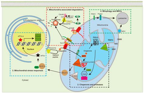 Failure to Guard: Mitochondrial Protein Quality Control in Cancer