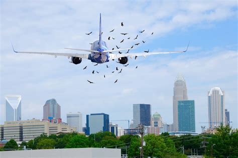 Why don’t Engineers Use Grates on Jet Engines to Stop Bird Strikes ...