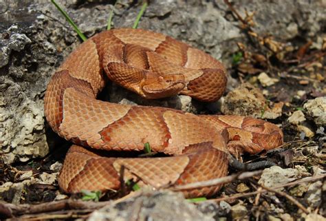 What Do Copperhead Snakes Eat? – Fauna Facts