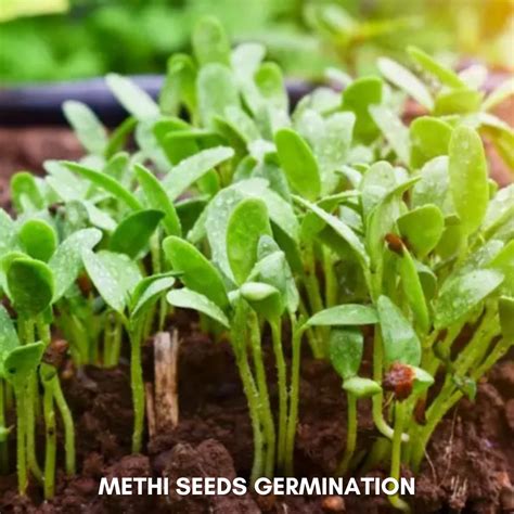 Green Paradise® Methi Seeds Pack – GreenParadiseLive