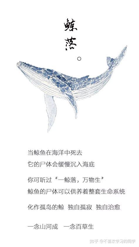 一只可爱的鲸鱼标志|平面|Logo|sunkim - 原创作品 - 站酷 (ZCOOL)